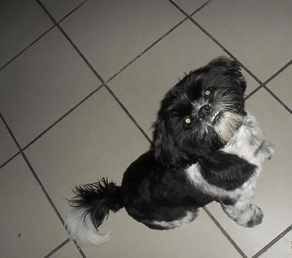 Shi Tzu Reproduktor