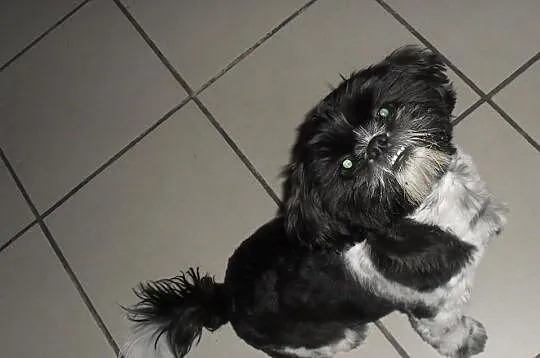 Shi Tzu Reproduktor