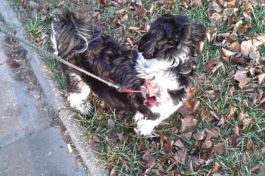 Shi Tzu Reproduktor