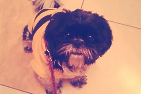 Shi Tzu Reproduktor