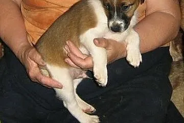 Malutkie szczeniaki szukają domów ADOPCJA, małopolskie Kraków