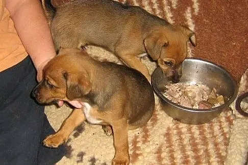 Malutkie szczeniaki szukają domów ADOPCJA,  małopo
