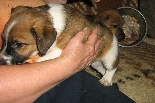 Malutkie szczeniaki szukają domów ADOPCJA,  małopo