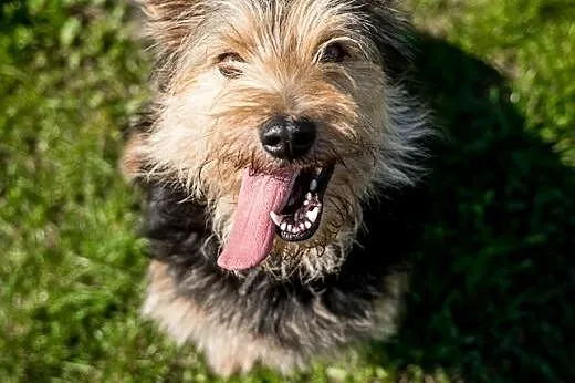 SZCZEPAN - mały, uroczy kudłacz do adopcji,  dolnośląskie Wrocław