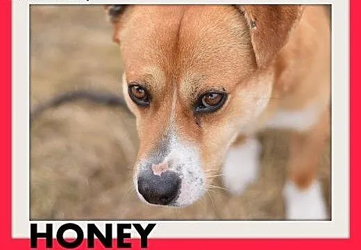 HONEY,krótkie łapki,wielkie serce,łagodny,spokojny