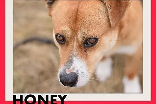 HONEY,krótkie łapki,wielkie serce,łagodny,spokojny