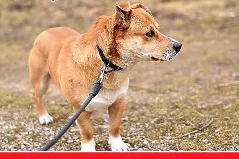 HONEY,krótkie łapki,wielkie serce,łagodny,spokojny