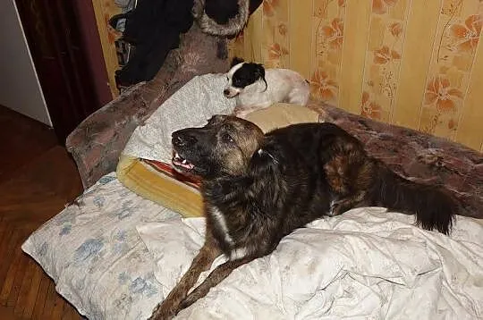 MEGA PILNIE POTRZEBNY DOM jutro sunie trafią do sc
