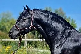 Ogier fryzyjski lat 8