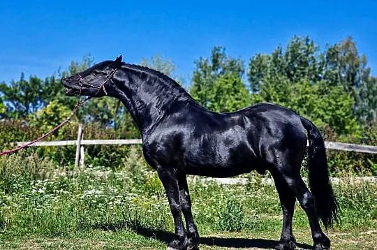 Ogier fryzyjski lat 8, Lubelskie, Lublin