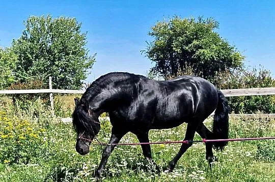 Ogier fryzyjski lat 8, Lubelskie, Lublin