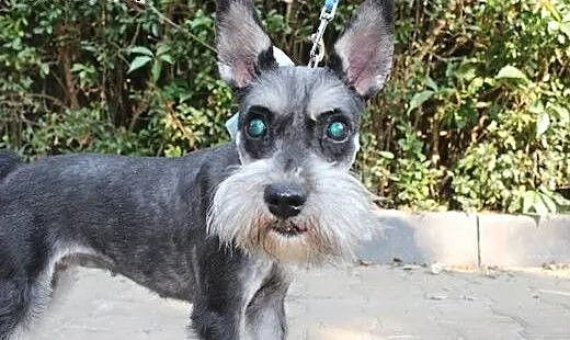 Malenka sznaucereczka 5-6 lat,adopcja!!, mazowiec