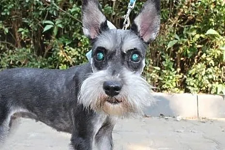 Malenka sznaucereczka 5-6 lat,adopcja!!,  mazowiec