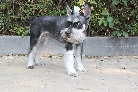 Malenka sznaucereczka 5-6 lat,adopcja!!,  mazowiec