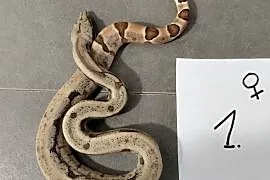 Boa cesarskie samice hypo cb26