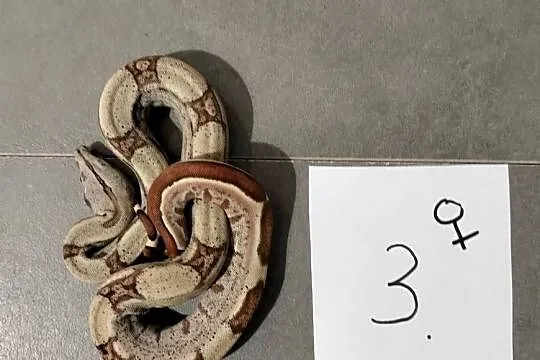 Boa cesarskie samice hypo cb26, Śląskie, Połomia