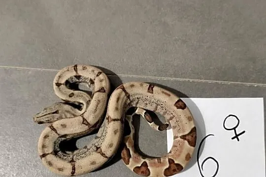 Boa cesarskie samice hypo cb26, Śląskie, Połomia