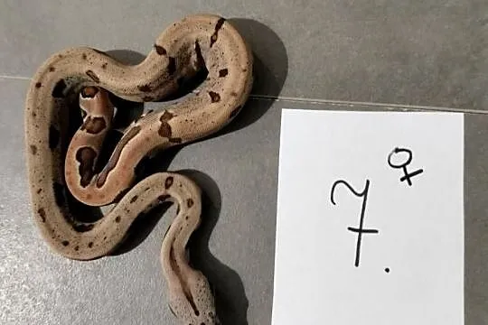 Boa cesarskie samice hypo cb26, Śląskie, Połomia