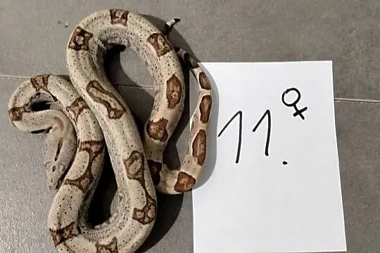 Boa cesarskie samice hypo cb26, Śląskie, Połomia