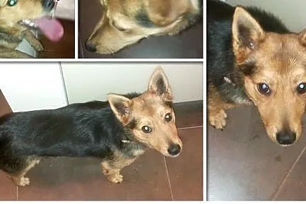 Poszukuję domu dla mojego psa :-(,  mazowieckie Wa