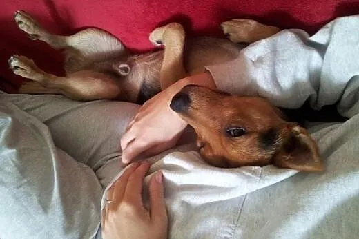 Poszukuję domu dla mojego psa :-(,  mazowieckie Wa