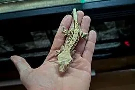 Gekon orzęsiony piękny samiec