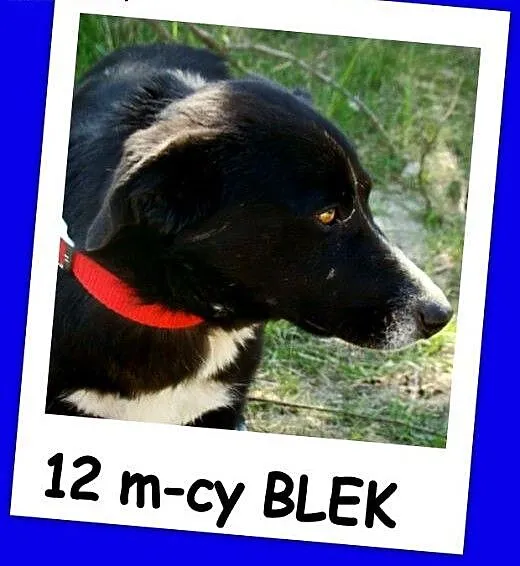 12 m-cy,8 kg,kontaktowy,łagodny,towarzyski piesek