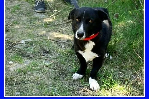 12 m-cy,8 kg,kontaktowy,łagodny,towarzyski piesek 