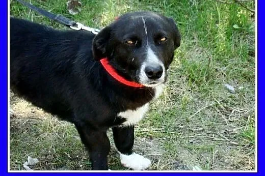 12 m-cy,8 kg,kontaktowy,łagodny,towarzyski piesek 
