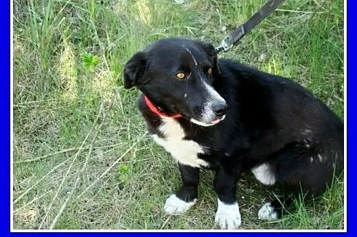 12 m-cy,8 kg,kontaktowy,łagodny,towarzyski piesek 
