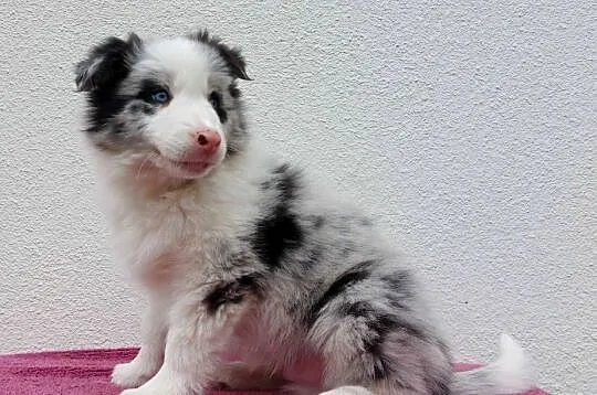 Rasowy pies bluemerle Border Collie z pełną dok. przebadani rodzice
