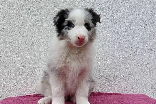 Rasowy pies bluemerle Border Collie z pełną dok. przebadani rodzice, Podkarpackie, Iwonicz