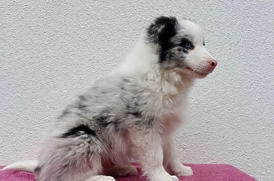 Rasowy pies bluemerle Border Collie z pełną dok. przebadani rodzice, Podkarpackie, Iwonicz