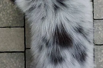 Rasowy pies bluemerle Border Collie z pełną dok. przebadani rodzice, Podkarpackie, Iwonicz
