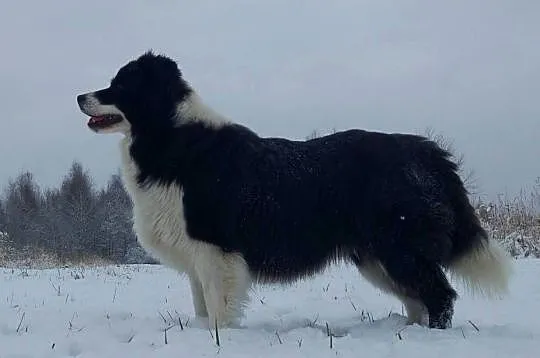 Rasowy pies bluemerle Border Collie z pełną dok. przebadani rodzice, Podkarpackie, Iwonicz