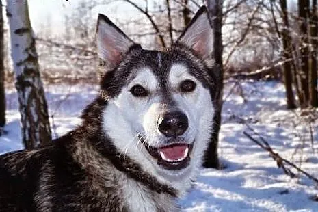 Misiek, siberian husky szuka domu,  śląskie Sosnow