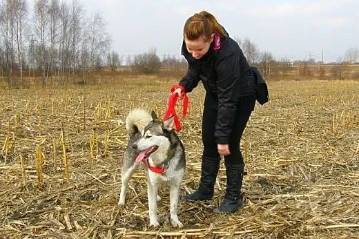 Misiek, siberian husky szuka domu,  śląskie Sosnow