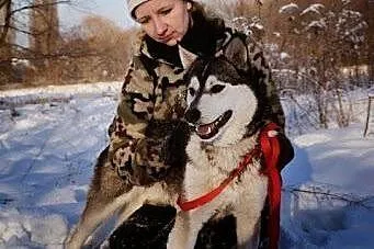 Misiek, siberian husky szuka domu,  śląskie Sosnow