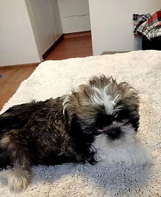 Shih tzu chłopczyk, Wielkopolskie, Gruszczyn