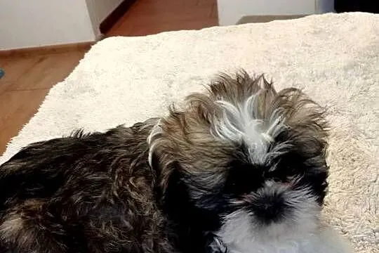 Shih tzu chłopczyk, Wielkopolskie, Gruszczyn