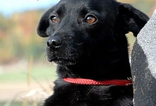 Perełka malutka, kochana, nieśmiała suczka ADOPCJA
