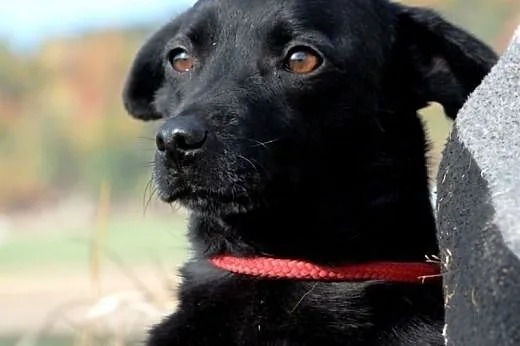 Perełka malutka, kochana, nieśmiała suczka ADOPCJA