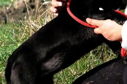 Perełka malutka, kochana, nieśmiała suczka ADOPCJA