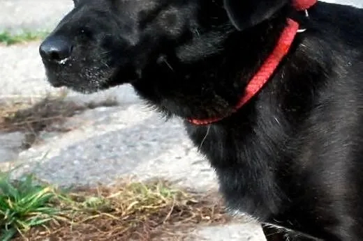 Perełka malutka, kochana, nieśmiała suczka ADOPCJA