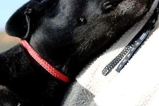 Perełka malutka, kochana, nieśmiała suczka ADOPCJA