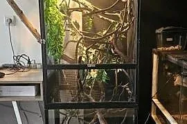 Kameleon z terrarium