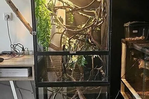 Kameleon z terrarium, Dolnośląskie, Bolesławiec