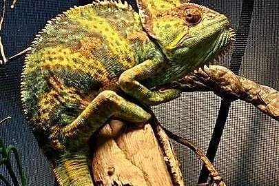 Kameleon z terrarium, Dolnośląskie, Bolesławiec