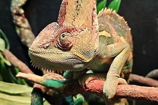 Kameleon z terrarium, Dolnośląskie, Bolesławiec
