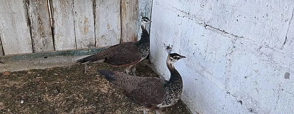 Sprzedam pawie indyjskie, Wielkopolskie, Czajków